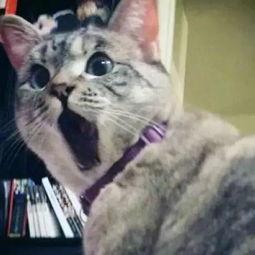 娱乐吃瓜君猫,揭秘“吃瓜君猫”背后的娱乐帝国
