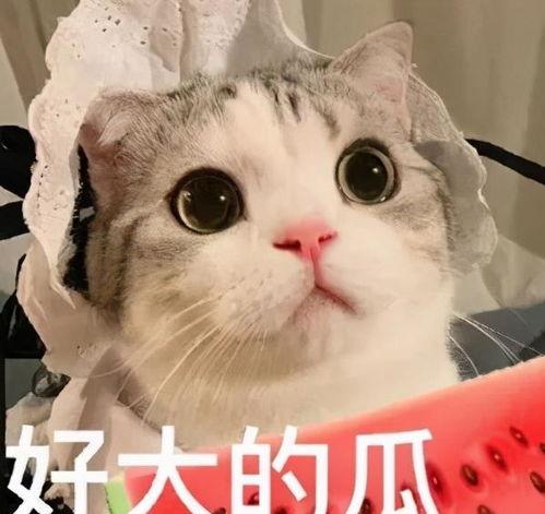 娱乐吃瓜懒猫儿,轻松解码娱乐圈热点